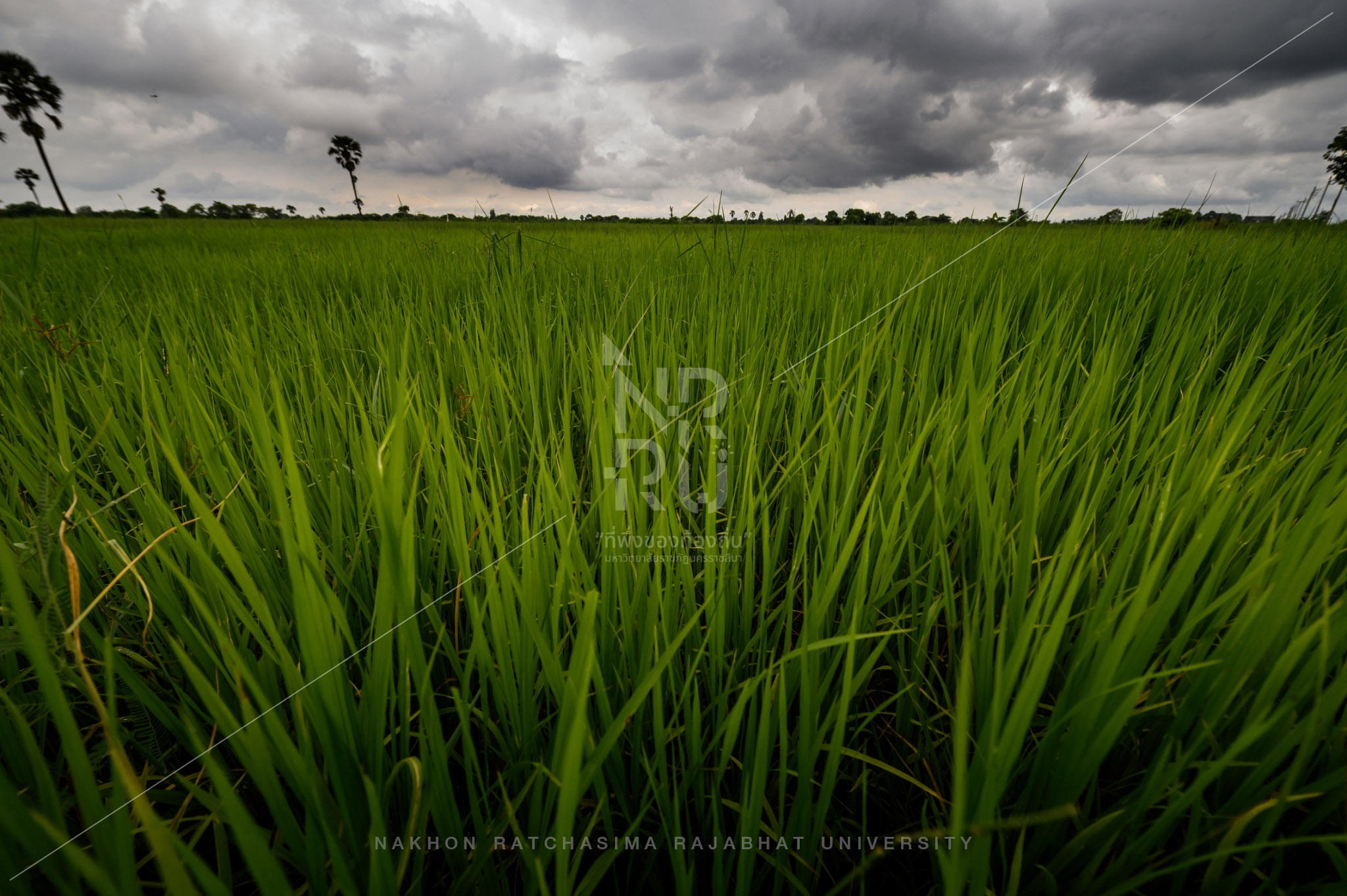 Rice Field in Talat Sub-District (11)